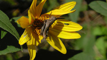 Busy Brown Grasshopper On Yellow Flower