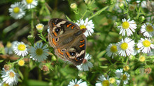 Common Buckeye Butterfly On Daisy Fleabane
