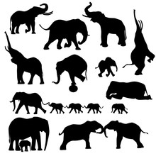 Elephant Collection - Vector Silhouette Isolated On White Background.