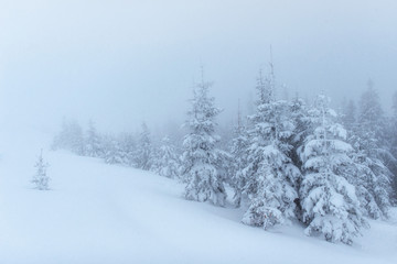 Wall Mural - Dense fog in the mountains. Dramatic scene. Magical winter snow 