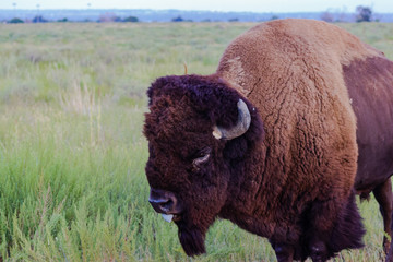Wall Mural - american bison on the prairie, left side view, tongue out