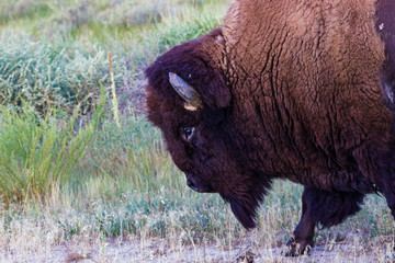 Wall Mural - american bison slowly passing