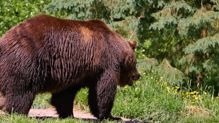 large brown bear walks along the forest, turns the other way and go back. nature video. 4k, 3840*216