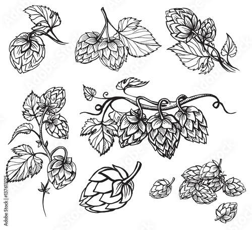 Fotografía Hand drawn engraving style Hops set