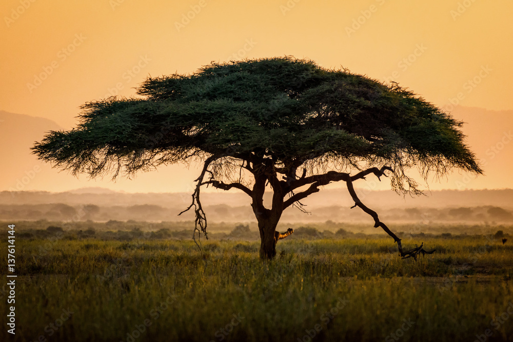 Umbrella thorn acacia tree (Vachellia tortilis) at sunrise in Amboseli ...