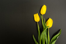 Three Yellow Tulip On A Black Background, With Space For Text.
