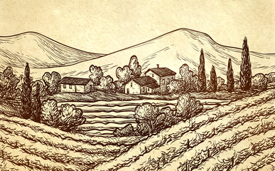 Wall Mural - Hand drawn vineyard landscape