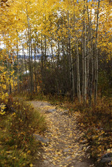 Autumn, trail through golden aspens