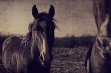 Antique Horse Portrait Fram Background.  Great For Graphics Or Print.