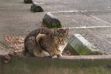 Abandoned Stray Feral Cat In A Parking Lot. Trap-neuter-return Programs Help Keep The Feral Cat Population Down. Domestic And Feral Cats Kill More Than A Billion Birds In America