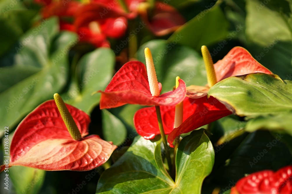 anthurium red velvet Anthurium 'Red Crystallinum' – Heart-Shaped Velvet Leaves main image 1