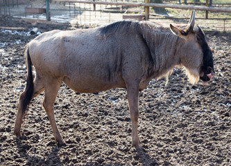 Sticker - wildebeest in zoo