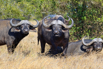 Wild African buffalo bull