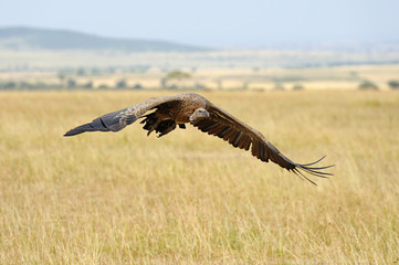 Wall Mural - Vulture flying. Masai Mara National Park