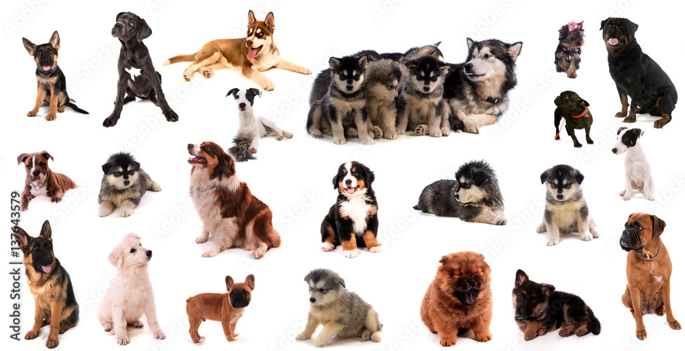 montage canin - obrazy, fototapety, plakaty 