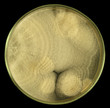 Furry colonies of fungus on a petri dish (agar plate) isolated on a black background by pen tool. Nutrient agar media  used.  Focus on full depth.