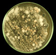 Colonies of mould from air spores and/or biologically damaged constructions on a petri dish (agar plate) manually isolated on a black background. Nutrient agar media  used.  Focus on full depth.