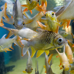 Wall Mural - fresh water fish in aquarium, Fish Tank