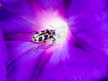 Beetle Entering A Purple Morning Glory Flower Feast