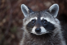 Raccoon (Procyon Lotor)