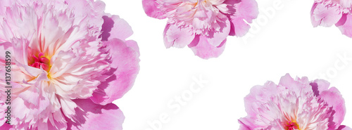 banner  pink peonies