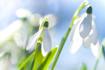 Schneeglöckchen (Galanthus sp.) im Frühling, Frühlingserwachen, März, Niedersachsen, Deutschland, Europa