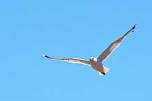 White Seagull Flying On Blue Sky
