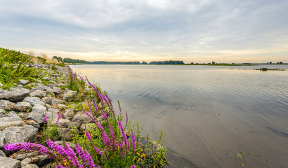 Canvas Print - Flowering Purple Loosestrife between the stones of a dike