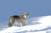 A Timber Wolf Or Black Wolf Walking In The Winter Snow In Canada 