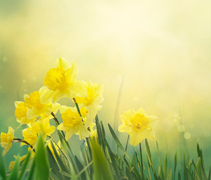 Fototapete -  - Daffodil spring background