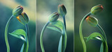 Fototapeta Tulipany - Tulipany na zielonym tle - tryptyk