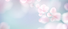 Nature Background With Blossom Branch Of Pink Flowers.