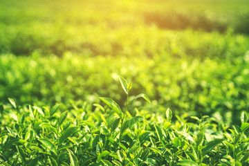 Fresh tea leaves in morning with sunlight