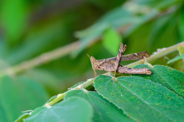 Wall Mural - Monkey grasshopper or Erianthus versicolor Brunner, beautiful grasshopper on leaves with green background.