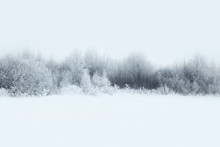 Beautiful Winter Forest Landscape, Trees Covered With Snow