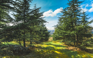 Way in the forest in sunny summer day.