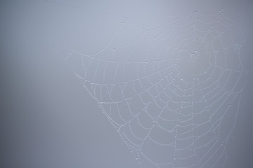 Wall Mural - Spider web with water droplets

