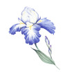 The composition of irises. Hand draw watercolor illustration