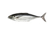  torpedo scad (Finny scad, Finletted mackerel scad)  isolated on white