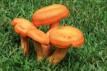 Orange Mushroom Clump