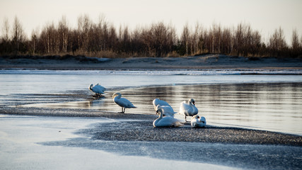 Wall Mural - early swans on a thin ice