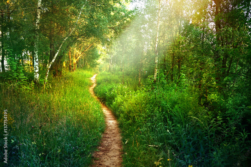 Path footpath in the deciduous forest in spring in the summer in the morning sun. Young lush green trees in the forest. - obrazy, fototapety, plakaty 