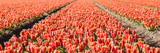 Fototapeta Tulipany - Tulips in a flower field