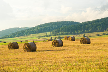 Wall Mural - Hay on the meadow