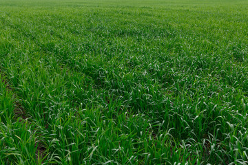 Wall Mural - Wheat field