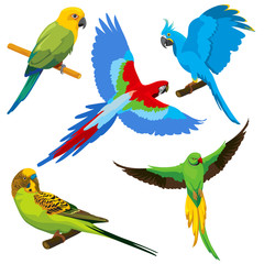 Wall Mural - Cartoon parrots, tropical birds vector set