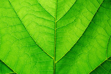 Green Leaf Closeup Background