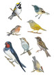 Watercolor set of bird