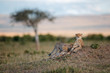 Cheetah Malaika and cubs on a termite hill at sunset in Masai Mara, Kenya