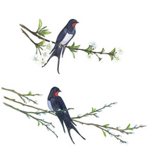 Swallow On Willow Tree. Hand Drawn Illustrations